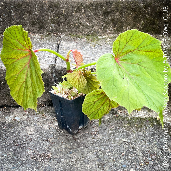 Begonia Grandis Evansiana Sapporo, hardy parential, hardy begonia, organically grown tropical plants for sale at TOMs FLOWer CLUB.
