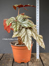 Begonia Gryphon, organically grown tropical plants for sale at TOMs FLOWer CLUB.