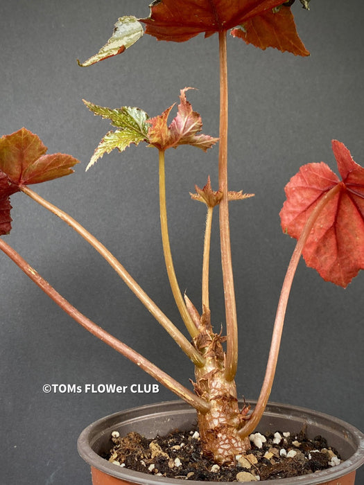 Begonia Gryphon, organically grown tropical plants for sale at TOMs FLOWer CLUB.