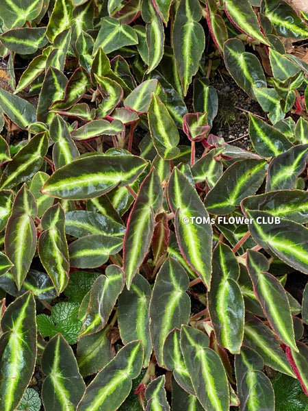 Don't miss out on the opportunity to own a rare and organically grown Begonia Listada, available exclusively at TOMs FLOWer CLUB. This prized plant is a must-have for plant collectors and begonia aficionados. Admire its vibrant green leaves, adorned with intricate silver markings and delicate pink hues, adding a touch of elegance to any begonia collection.