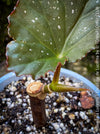 Begonia Lucerna / Corallina de Lucerna / Angel Wing Begonia, Lucern, Luzern, organically grown tropical plants for sale at TOMs FLOWer CLUB.