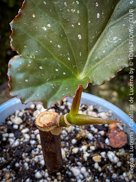 Begonia Lucerna / Corallina de Lucerna / Angel Wing Begonia, Lucern, Luzern, organically grown tropical plants for sale at TOMs FLOWer CLUB.