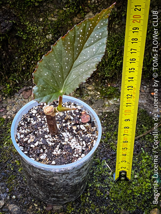 Begonia Lucerna / Corallina de Lucerna / Angel Wing Begonia, Lucern, Luzern, organically grown tropical plants for sale at TOMs FLOWer CLUB.