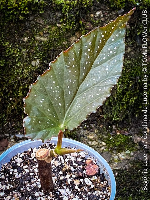 Begonia Lucerna / Corallina de Lucerna / Angel Wing Begonia, Lucern, Luzern, organically grown tropical plants for sale at TOMs FLOWer CLUB.