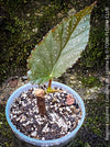 Begonia Lucerna / Corallina de Lucerna / Angel Wing Begonia, Lucern, Luzern, organically grown tropical plants for sale at TOMs FLOWer CLUB.