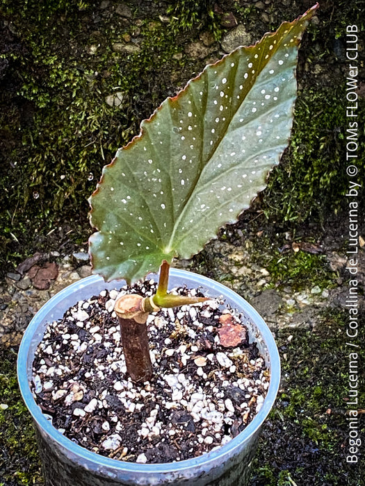 Begonia Lucerna / Corallina de Lucerna / Angel Wing Begonia, Lucern, Luzern, organically grown tropical plants for sale at TOMs FLOWer CLUB.