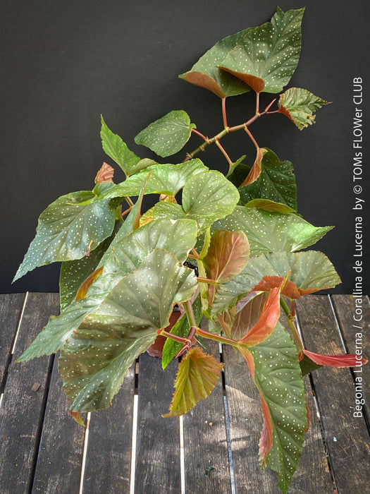 Begonia Lucerna / Corallina de Lucerna / Angel Wing Begonia