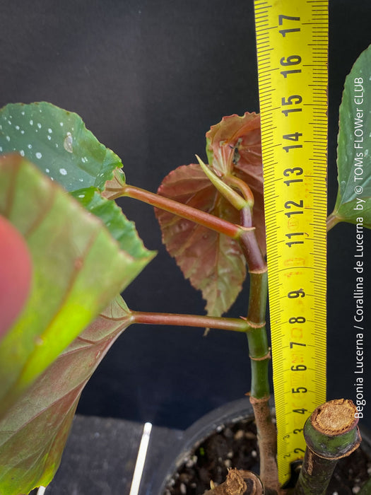 Begonia Lucerna / Corallina de Lucerna / Angel Wing Begonia