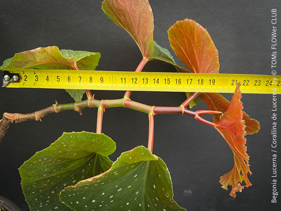 Begonia Lucerna / Corallina de Lucerna / Angel Wing Begonia