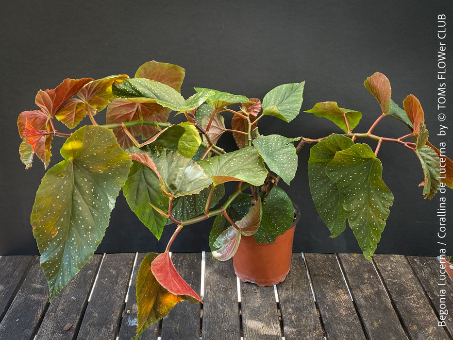 Begonia Lucerna / Corallina de Lucerna / Angel Wing Begonia