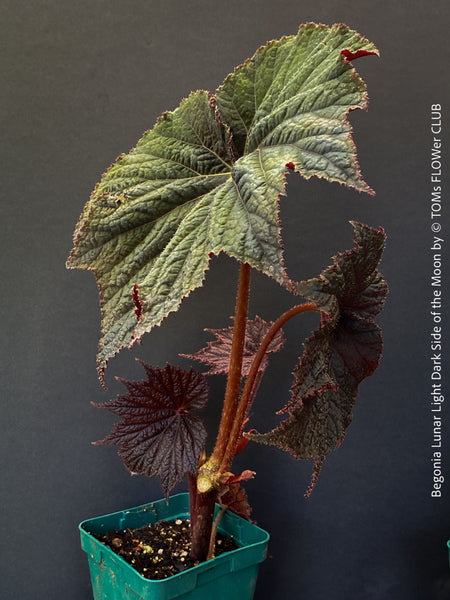 Begonia Lunar Lights Dark Side of the Moon with deep dark foliage and contrasting veins grown at TOMs FLOWer CLUB
