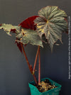Begonia Lunar Lights Dark Side of the Moon grown in airy organic substrate at TOMs FLOWer CLUB