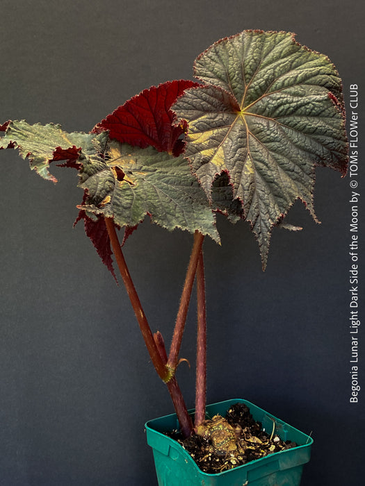 Begonia Lunar Lights Dark Side of the Moon grown in airy organic substrate at TOMs FLOWer CLUB
