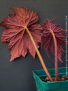 Begonia Lunar Lights Dark Side of the Moon grown in airy organic substrate at TOMs FLOWer CLUB