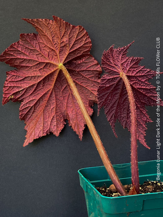 Begonia Lunar Lights Dark Side of the Moon grown in airy organic substrate at TOMs FLOWer CLUB