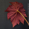 Begonia Lunar Lights Dark Side of the Moon grown in airy organic substrate at TOMs FLOWer CLUB