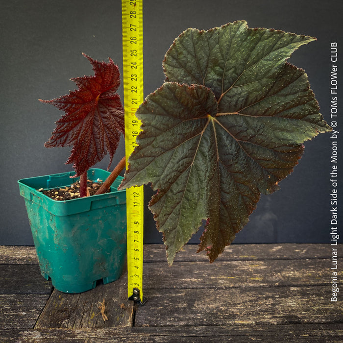 Begonia Lunar Lights Dark Side of the Moon grown in airy organic substrate at TOMs FLOWer CLUB