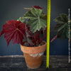 Begonia Lunar Lights Dark Side of the Moon grown in airy organic substrate at TOMs FLOWer CLUB