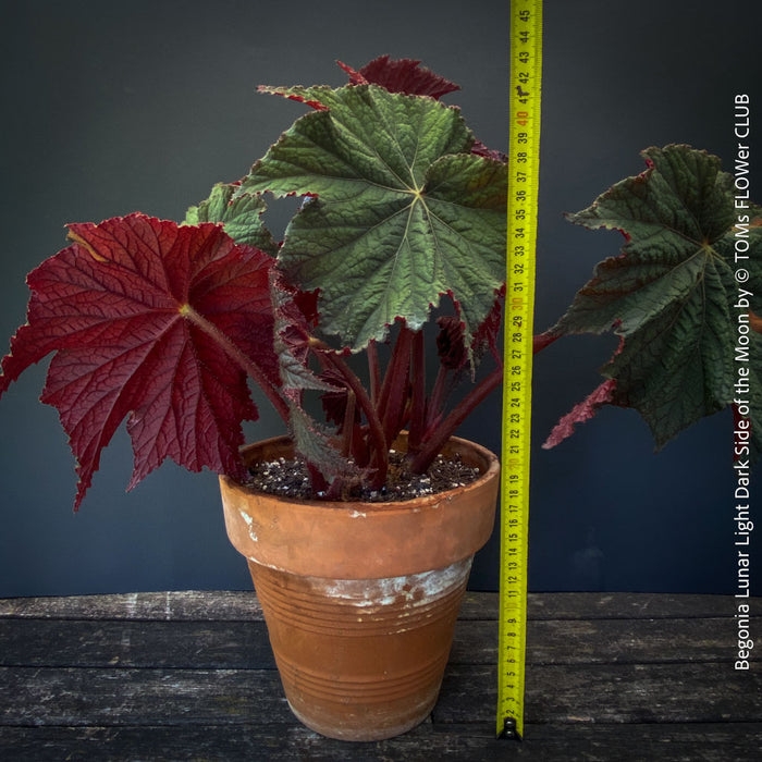 Begonia Lunar Lights Dark Side of the Moon grown in airy organic substrate at TOMs FLOWer CLUB