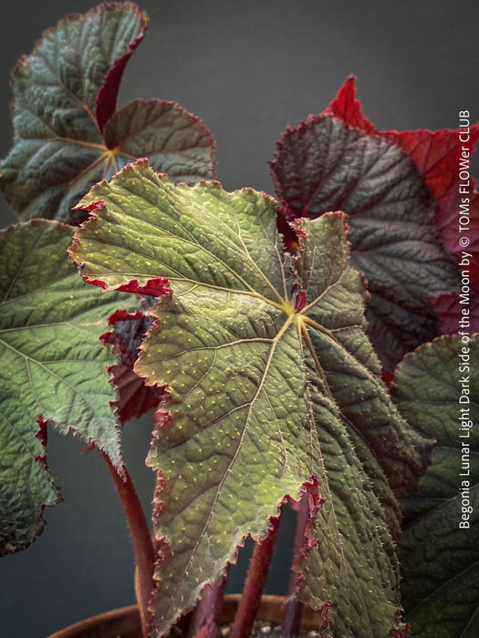 Begonia Lunar Lights Dark Side of the Moon grown in airy organic substrate at TOMs FLOWer CLUB