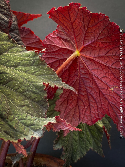 Begonia Lunar Lights Dark Side of the Moon grown in airy organic substrate at TOMs FLOWer CLUB