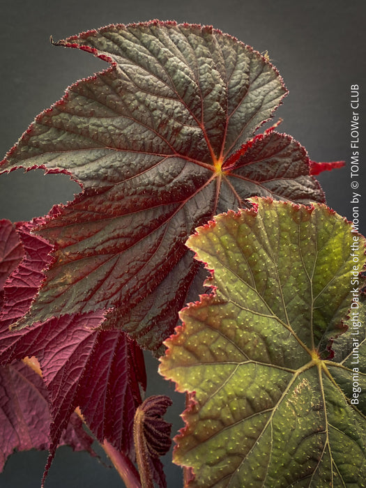 Begonia Lunar Lights Dark Side of the Moon grown in airy organic substrate at TOMs FLOWer CLUB