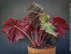 Begonia Lunar Lights Dark Side of the Moon grown in airy organic substrate at TOMs FLOWer CLUB