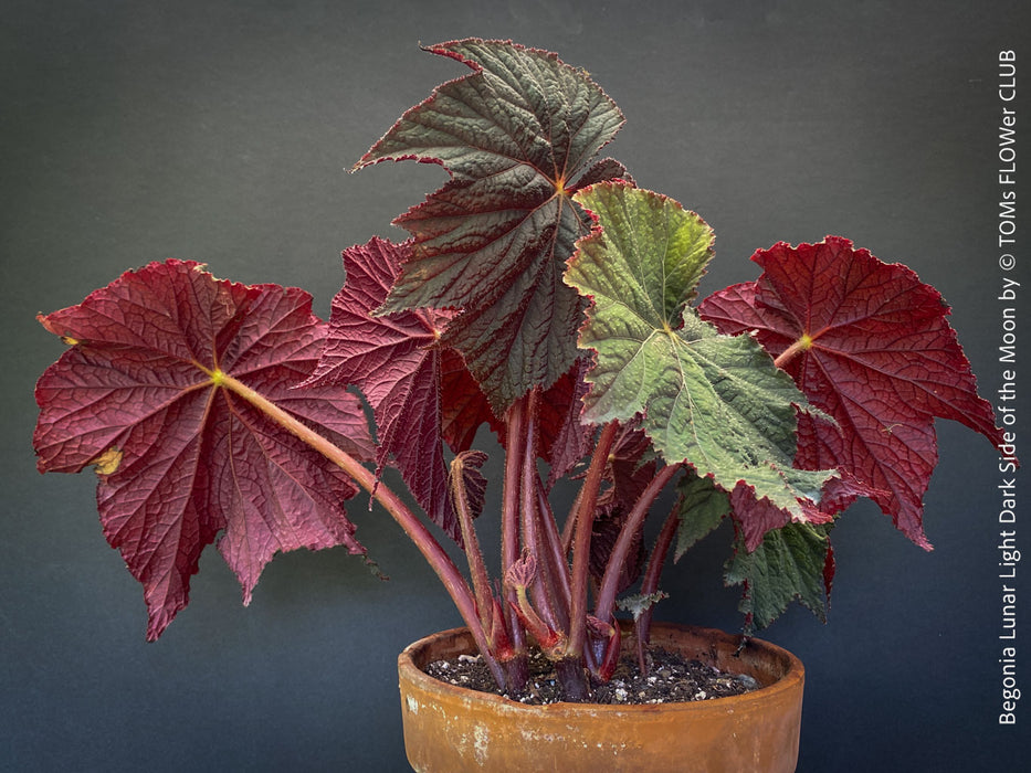 Begonia Lunar Lights Dark Side of the Moon grown in airy organic substrate at TOMs FLOWer CLUB
