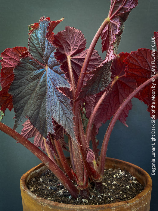 Burgundy leaves of Begonia Lunar Lights Dark Side of the Moon grown in airy organic substrate at TOMs FLOWer CLUB