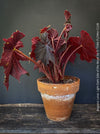Begonia Lunar Lights Dark Side of the Moon grown in airy organic substrate at TOMs FLOWer CLUB