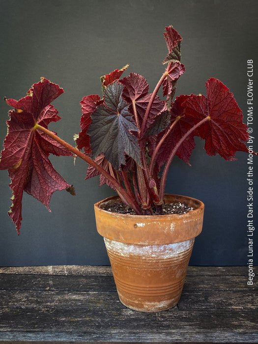 Begonia Lunar Lights Dark Side of the Moon grown in airy organic substrate at TOMs FLOWer CLUB