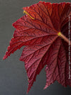 Lraf detail of Begonia Lunar Lights Dark Side of the Moon grown in airy organic substrate at TOMs FLOWer CLUB