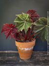 Begonia Lunar Lights Dark Side of the Moon with deep dark foliage and contrasting veins grown at TOMs FLOWer CLUB