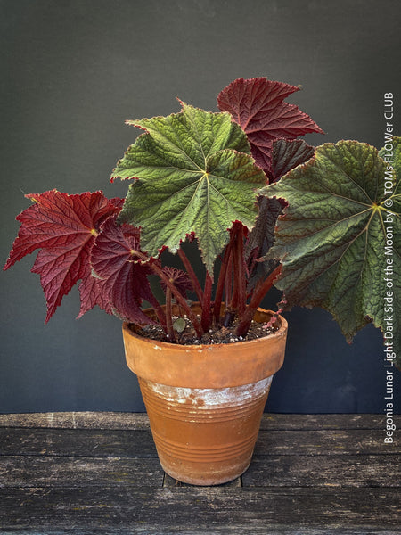 Begonia Lunar Lights Dark Side of the Moon with deep dark foliage and contrasting veins grown at TOMs FLOWer CLUB