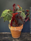Begonia Lunar Lights Dark Side of the Moon grown in airy organic substrate at TOMs FLOWer CLUB