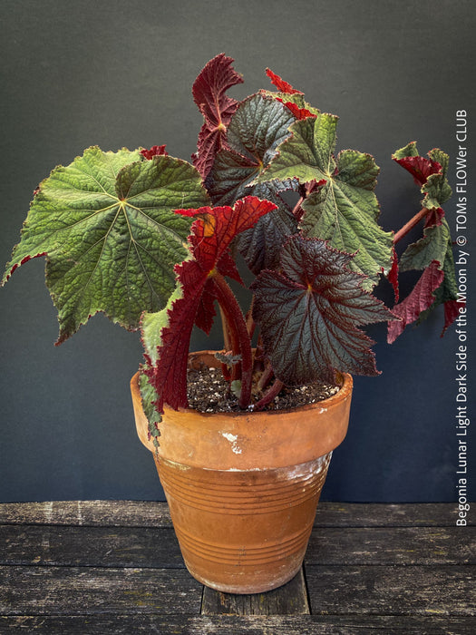 Begonia Lunar Lights Dark Side of the Moon grown in airy organic substrate at TOMs FLOWer CLUB