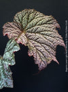 Healthy Begonia Lunar Lights™ Neon Moon with striking metallic foliage growing in premium organic substrate at TOMs FLOWer CLUB.