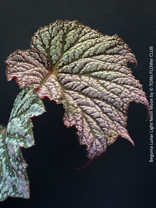Healthy Begonia Lunar Lights™ Neon Moon with striking metallic foliage growing in premium organic substrate at TOMs FLOWer CLUB.