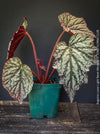 Detailed foliage of Begonia Lunar Lights™ Neon Moon showing unique metallic leaf texture cultivated by TOMs FLOWer CLUB.