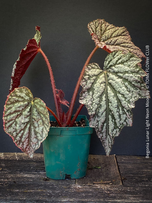 Detailed foliage of Begonia Lunar Lights™ Neon Moon showing unique metallic leaf texture cultivated by TOMs FLOWer CLUB.