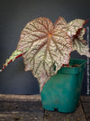 Healthy Begonia Lunar Lights™ Neon Moon with striking metallic foliage growing in premium organic substrate at TOMs FLOWer CLUB.