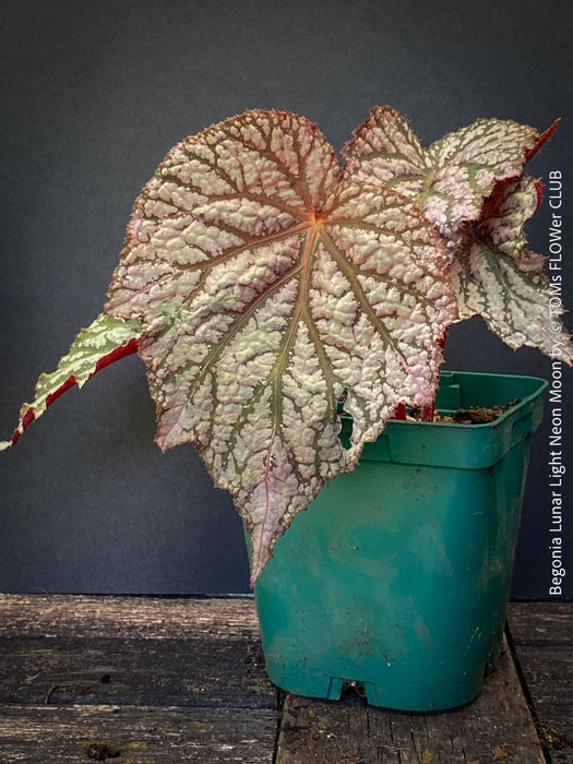 Healthy Begonia Lunar Lights™ Neon Moon with striking metallic foliage growing in premium organic substrate at TOMs FLOWer CLUB.