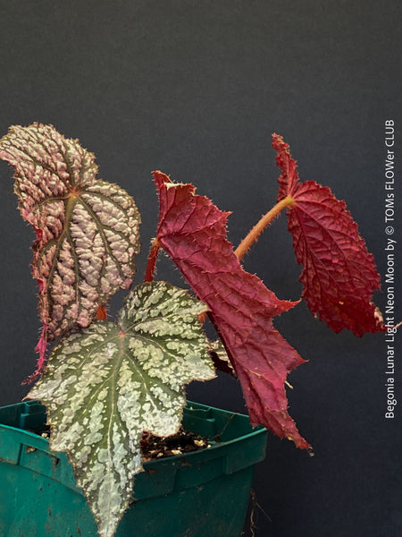 Begonia Lunar Lights™ Neon Moon displaying metallic silver foliage with dark veins, cultivated by TOMs FLOWer CLUB for tropical plant collectors.