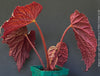 Healthy Begonia Lunar Lights™ Neon Moon with striking metallic foliage growing in premium organic substrate at TOMs FLOWer CLUB.