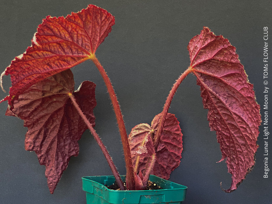 Healthy Begonia Lunar Lights™ Neon Moon with striking metallic foliage growing in premium organic substrate at TOMs FLOWer CLUB.