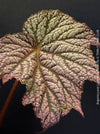 Leaf detail of Begonia Lunar Lights™ Neon Moon displaying metallic silver foliage with dark veins, cultivated by TOMs FLOWer CLUB for tropical plant collectors.