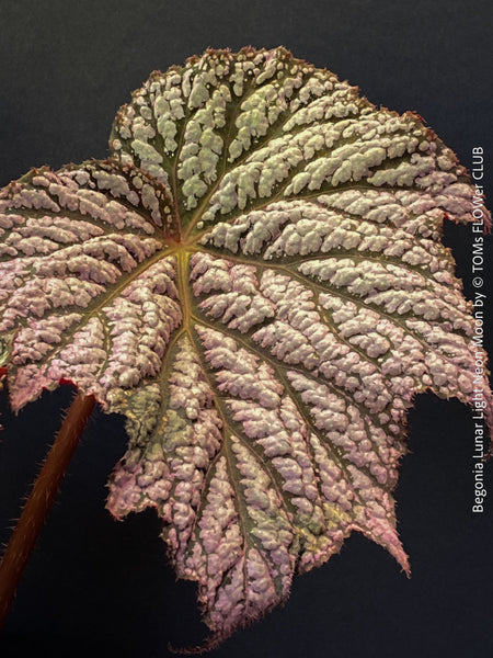 Leaf detail of Begonia Lunar Lights™ Neon Moon displaying metallic silver foliage with dark veins, cultivated by TOMs FLOWer CLUB for tropical plant collectors.