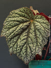 Healthy Begonia Lunar Lights™ Neon Moon with striking metallic foliage growing in premium organic substrate at TOMs FLOWer CLUB.