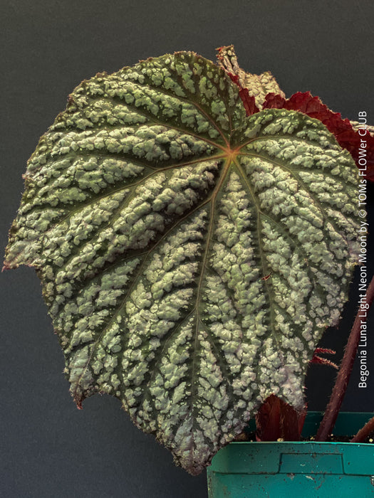 Healthy Begonia Lunar Lights™ Neon Moon with striking metallic foliage growing in premium organic substrate at TOMs FLOWer CLUB.