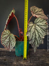 Begonia Lunar Lights™ Neon Moon displaying metallic silver foliage with dark veins, cultivated by TOMs FLOWer CLUB for tropical plant collectors.